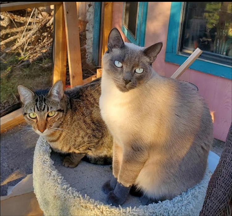 Robyn's furry friends pet sitting - Leander, TX