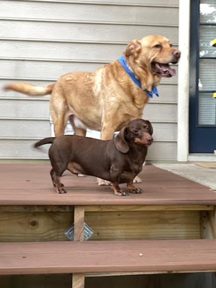 Robyn's furry friends pet sitting - Leander, TX