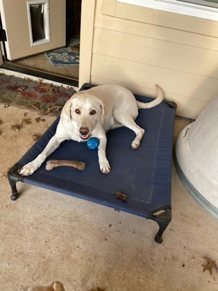 Robyn's furry friends pet sitting - Leander, TX