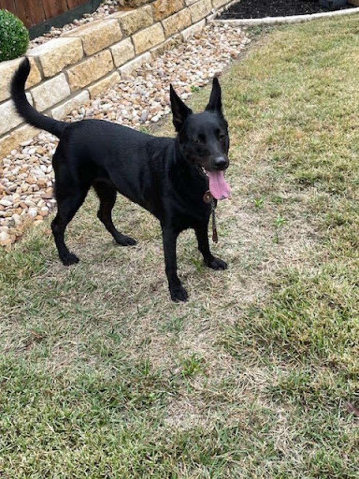 Robyn's furry friends pet sitting - Leander, TX