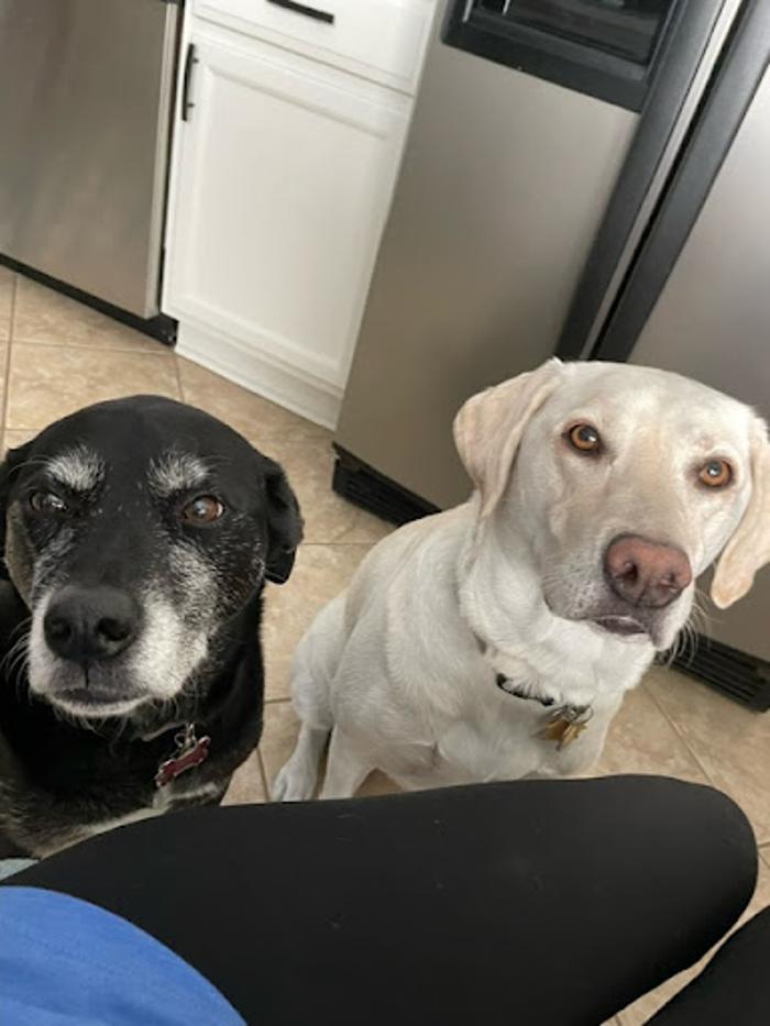 Robyn's furry friends pet sitting - Leander, TX