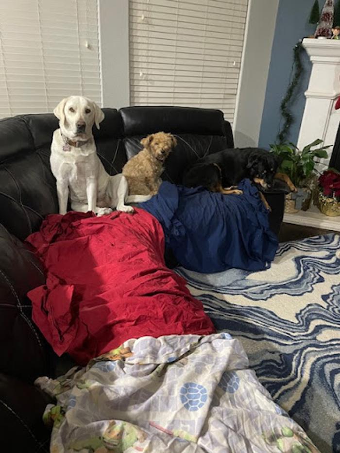 Robyn's furry friends pet sitting - Leander, TX