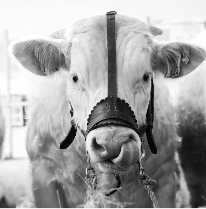 Bidaud Marcus SARL traiteur