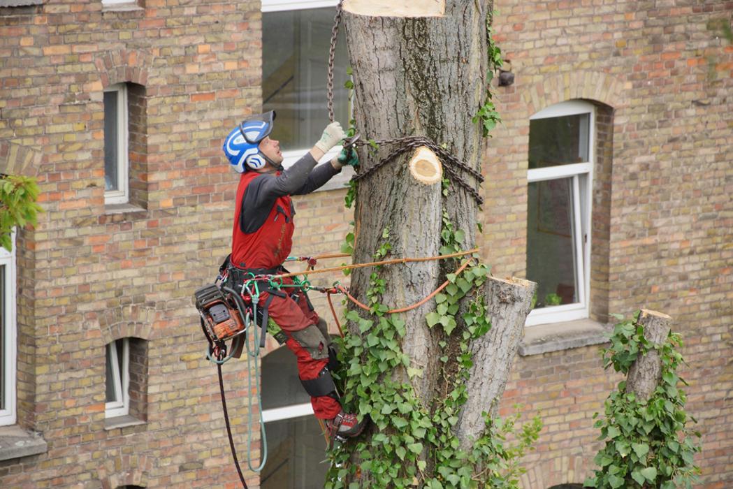 Der Grüne Baum, Messeweg in Braunschweig