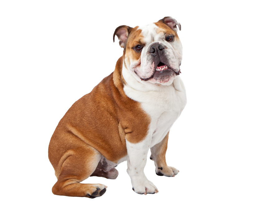 Bountiful Blessing Bulldogs - Shipshewana, IN