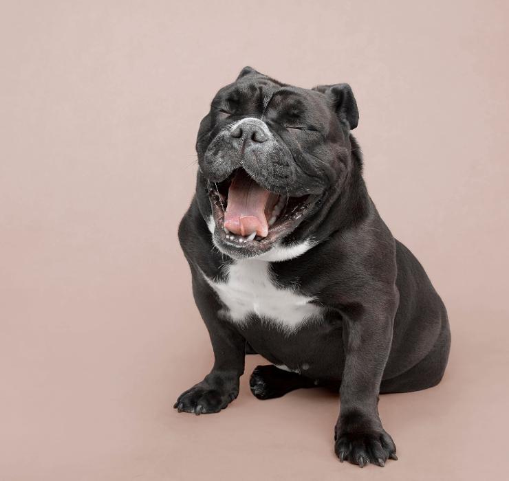 Bountiful Blessing Bulldogs - Shipshewana, IN