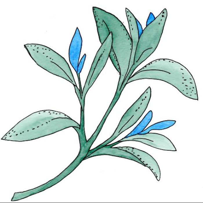 Blue Sage Massage - Whitewater, WI