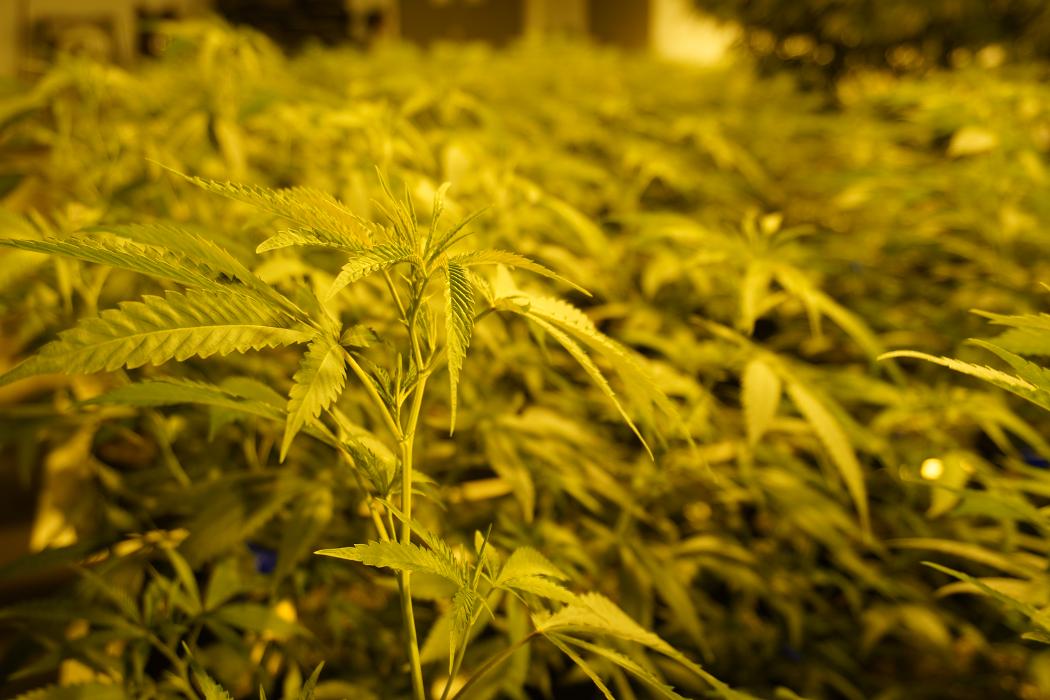 South Park Farma Dispensary - Commerce City, CO