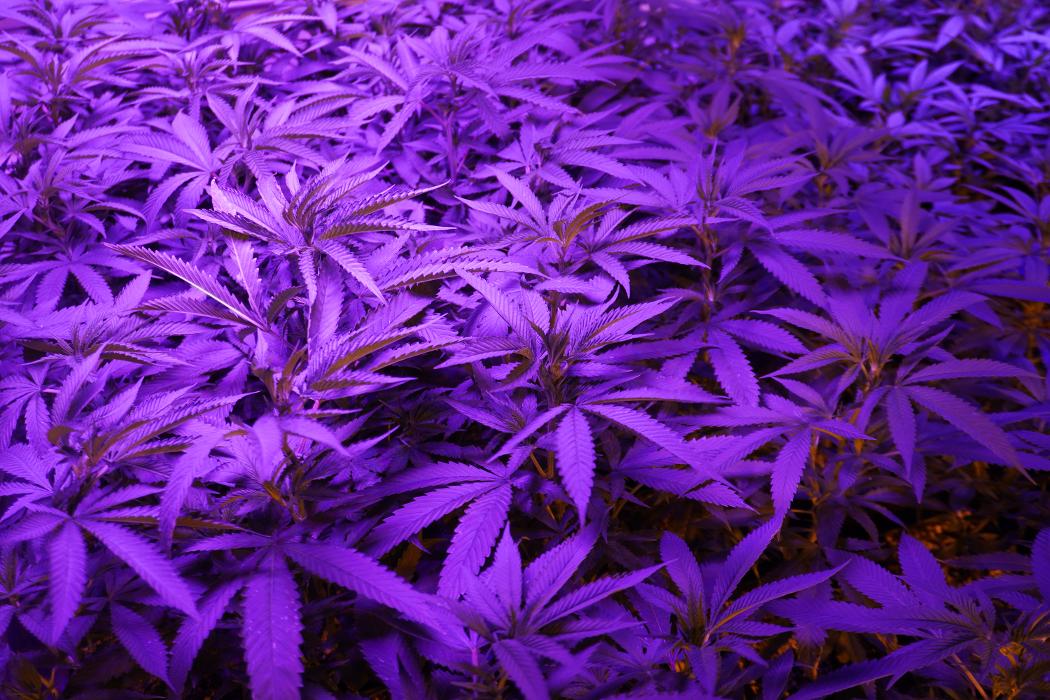South Park Farma Dispensary - Commerce City, CO