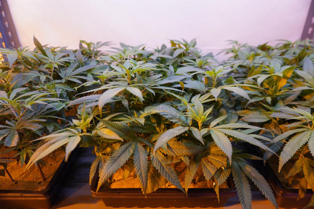 South Park Farma Dispensary - Commerce City, CO