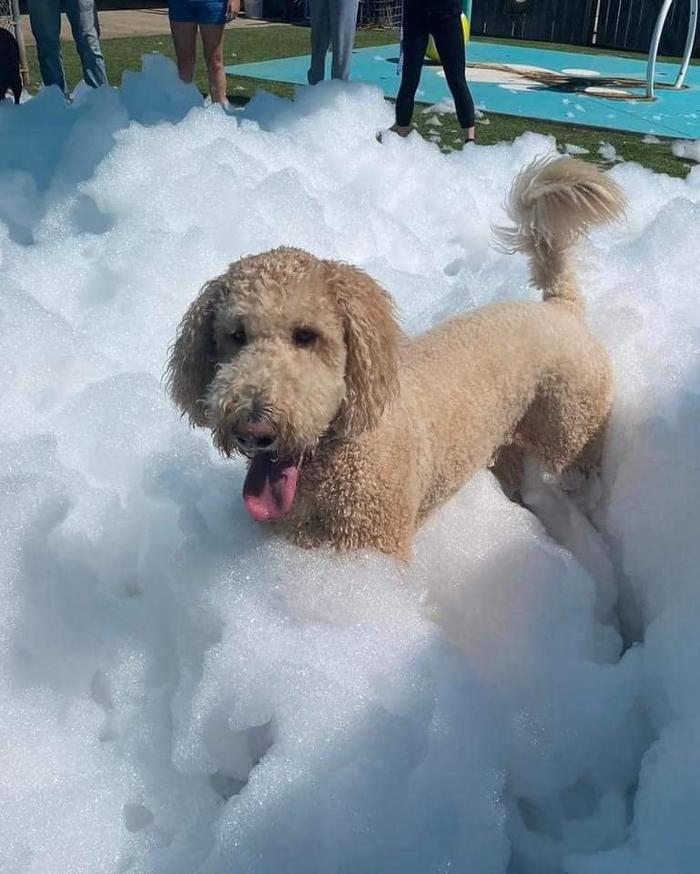 Foamsational Fun - Brighton, CO