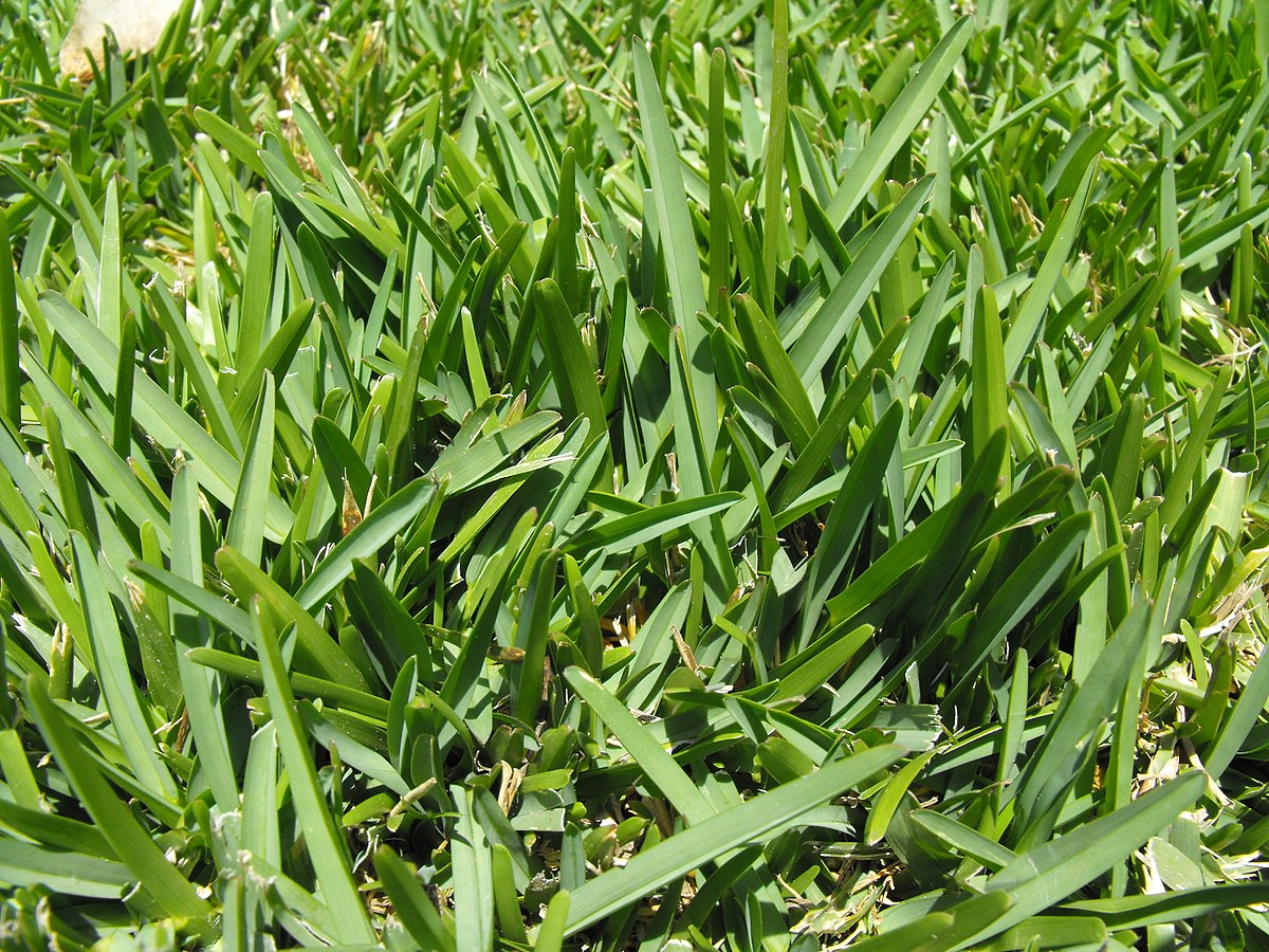 Image 2 | Top Turf Lawn Care and Pest Management