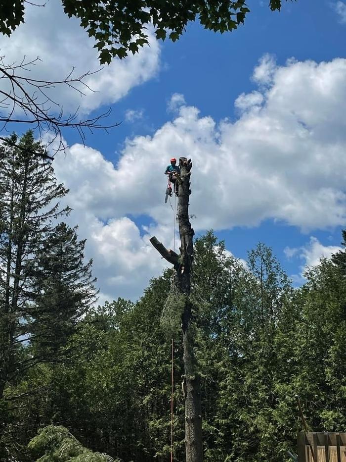 BEast Tree Service
