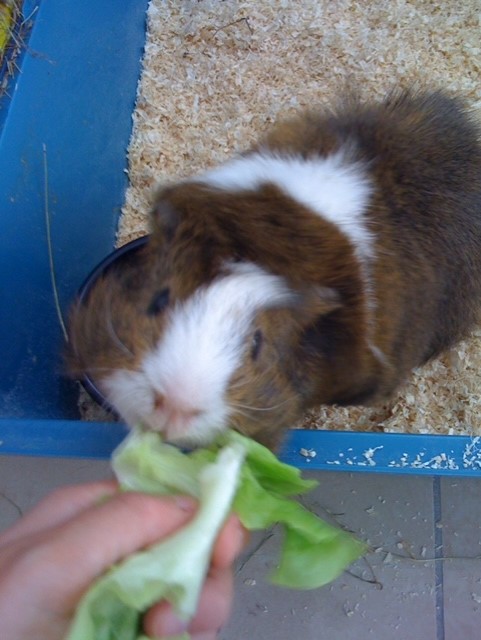 Miniature de la galerie