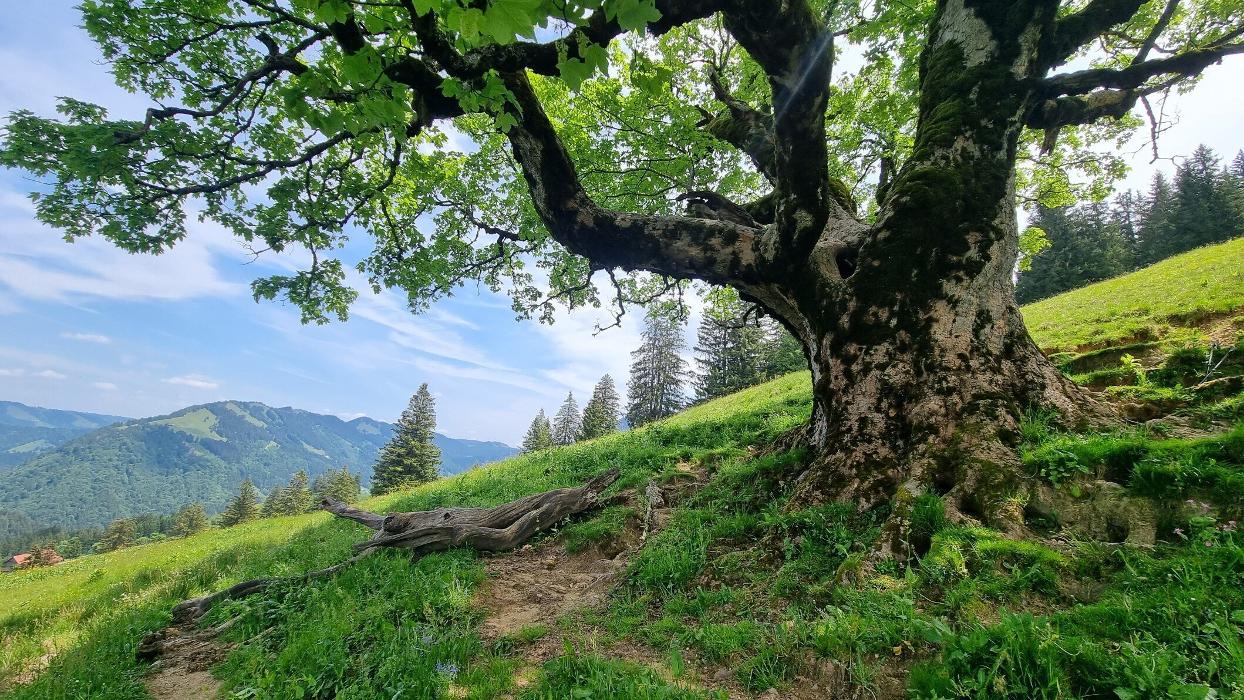Sachverständigenbüro Bernd Kimmel - Fachbüro für Baumgutachten und Baumkontrolle, Holbeinstraße in Ravensburg