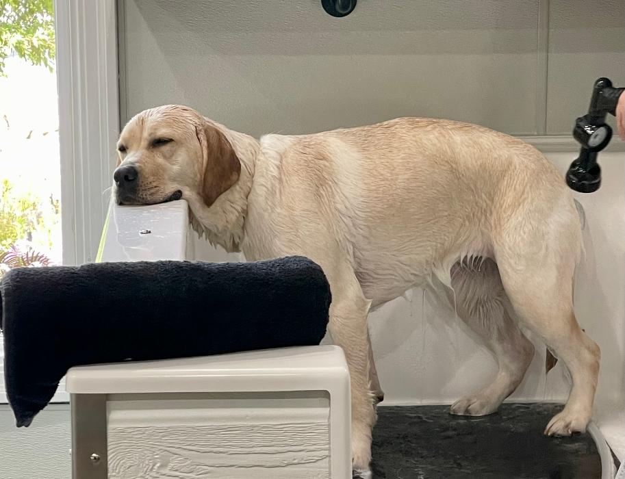 Sebastopol Paw Spa - Sebastopol, CA