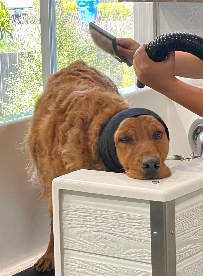 Sebastopol Paw Spa - Sebastopol, CA