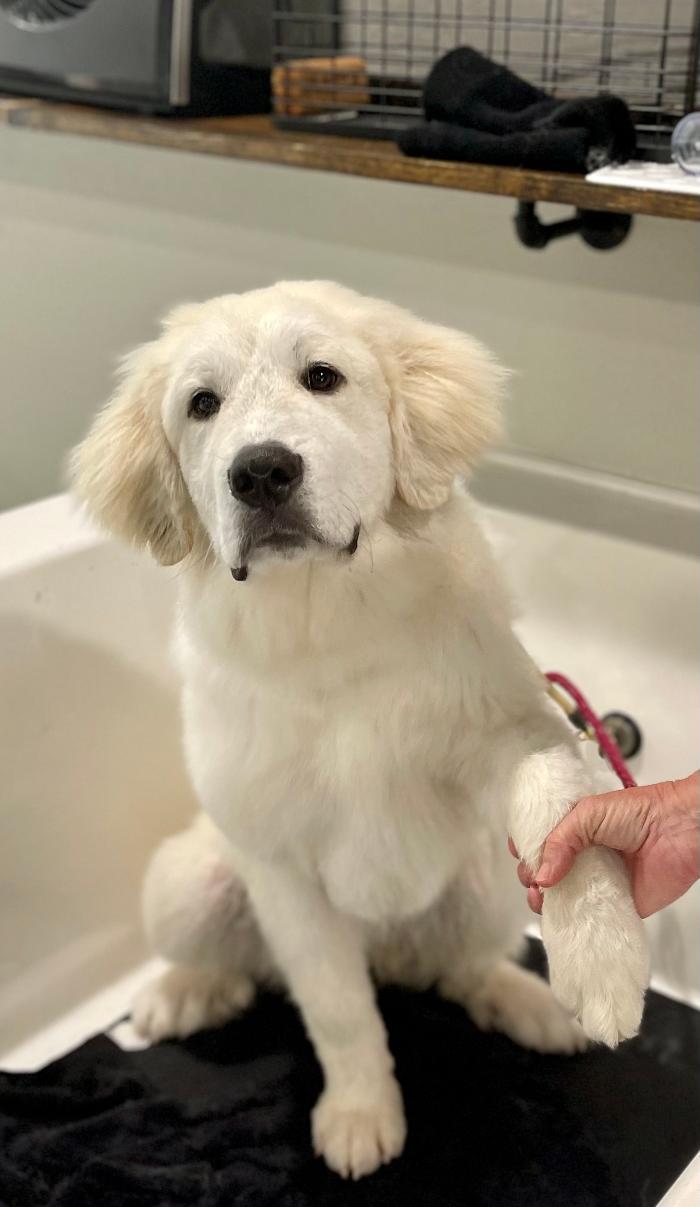 Sebastopol Paw Spa - Sebastopol, CA