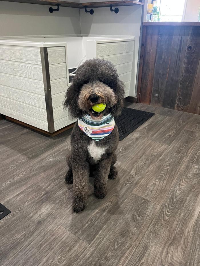 Sebastopol Paw Spa - Sebastopol, CA