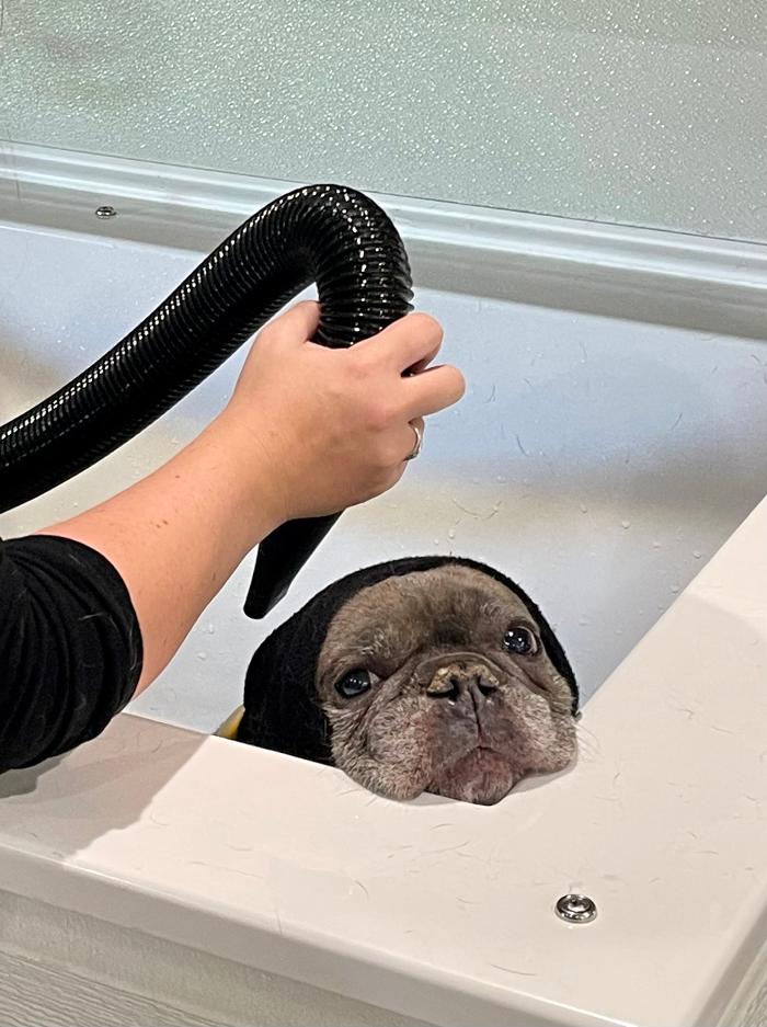 Sebastopol Paw Spa - Sebastopol, CA