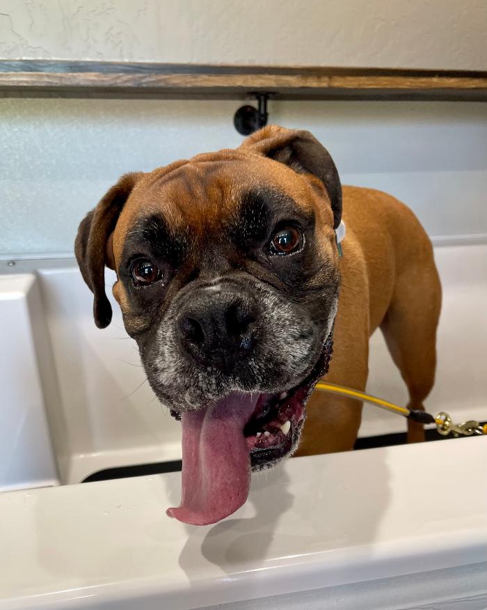 Sebastopol Paw Spa - Sebastopol, CA