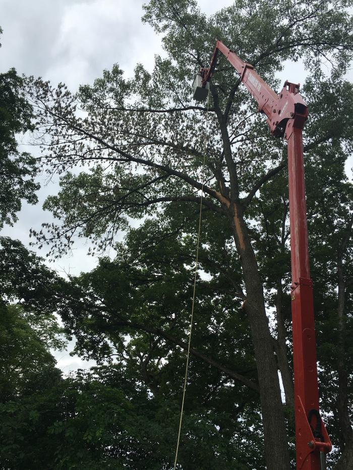 Ahlers Tree Service Inc Image