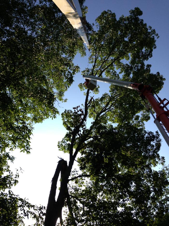 Ahlers Tree Service Inc Image