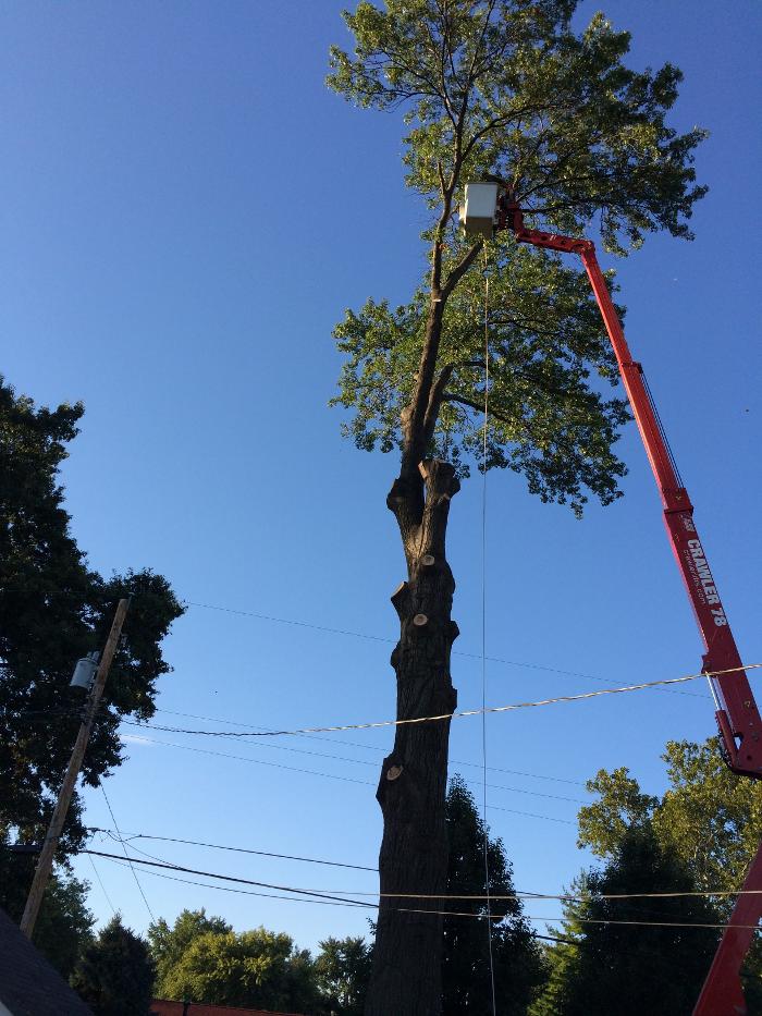 Ahlers Tree Service Inc Image