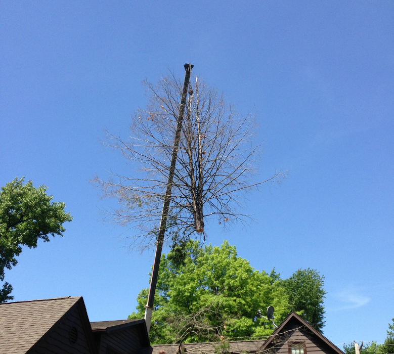 Ahlers Tree Service Inc Image