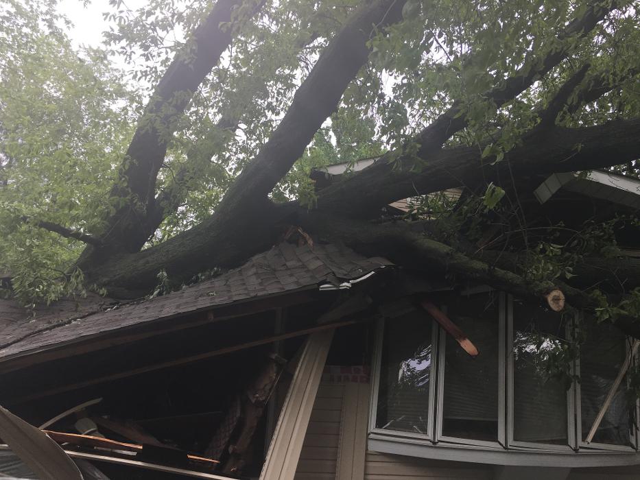 Ahlers Tree Service Inc Image