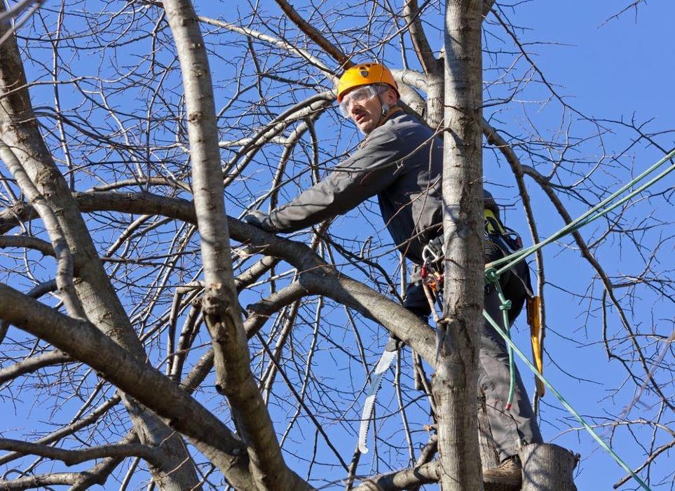 Hudson Tree Service - Millstadt, IL