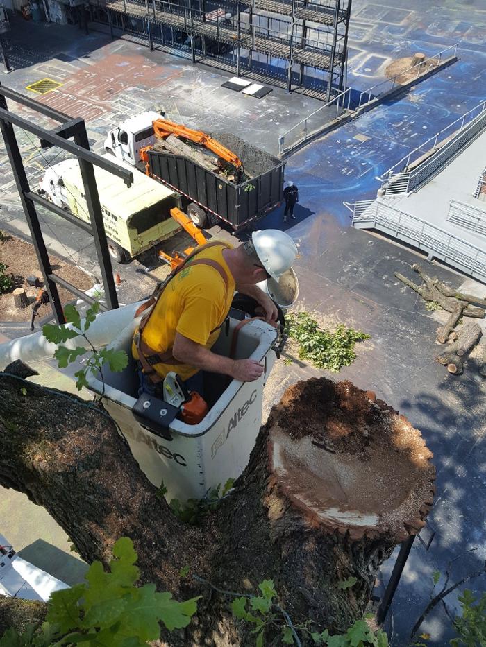 Hudson Tree Service - Millstadt, IL