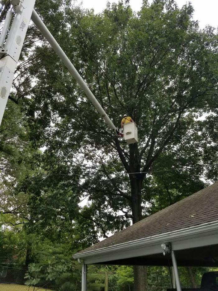 Hudson Tree Service - Millstadt, IL