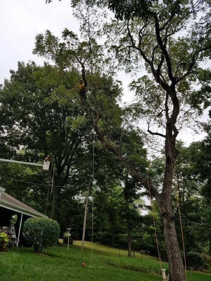 Hudson Tree Service - Millstadt, IL