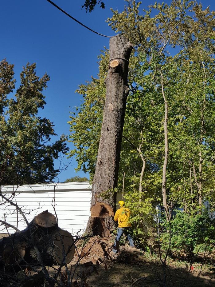 Hudson Tree Service - Millstadt, IL