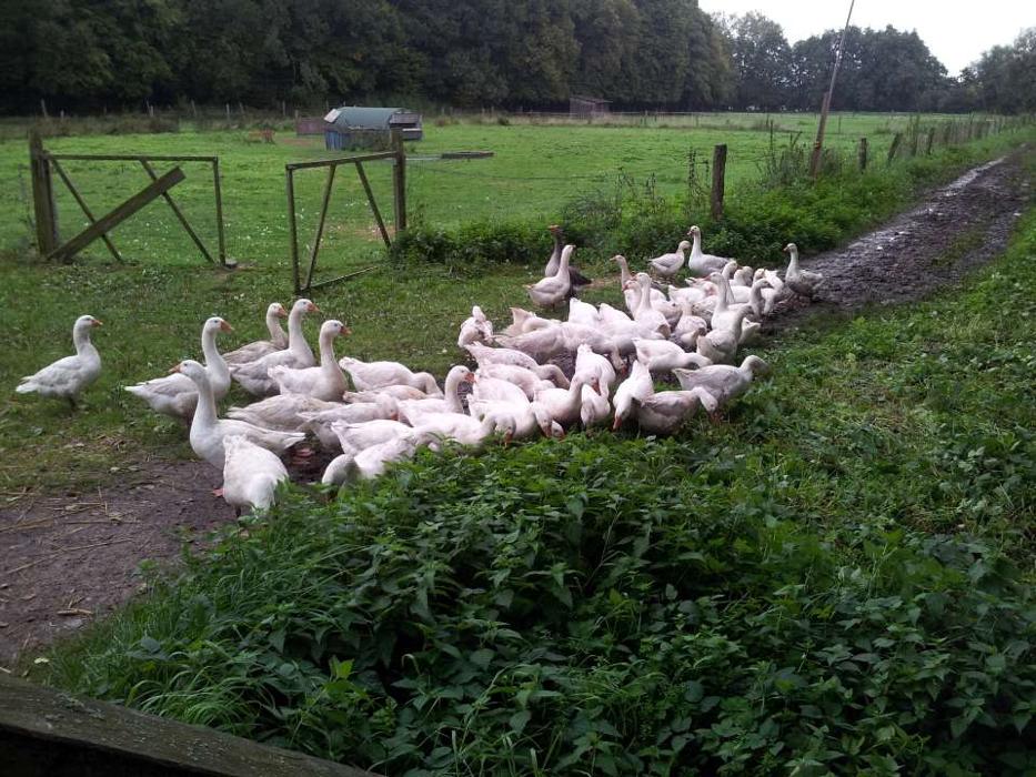 Der Hof Heilpädagogischer Bauernhof und Integrative Freizeitgestaltung e.V., Zum Hof in Isenbüttel