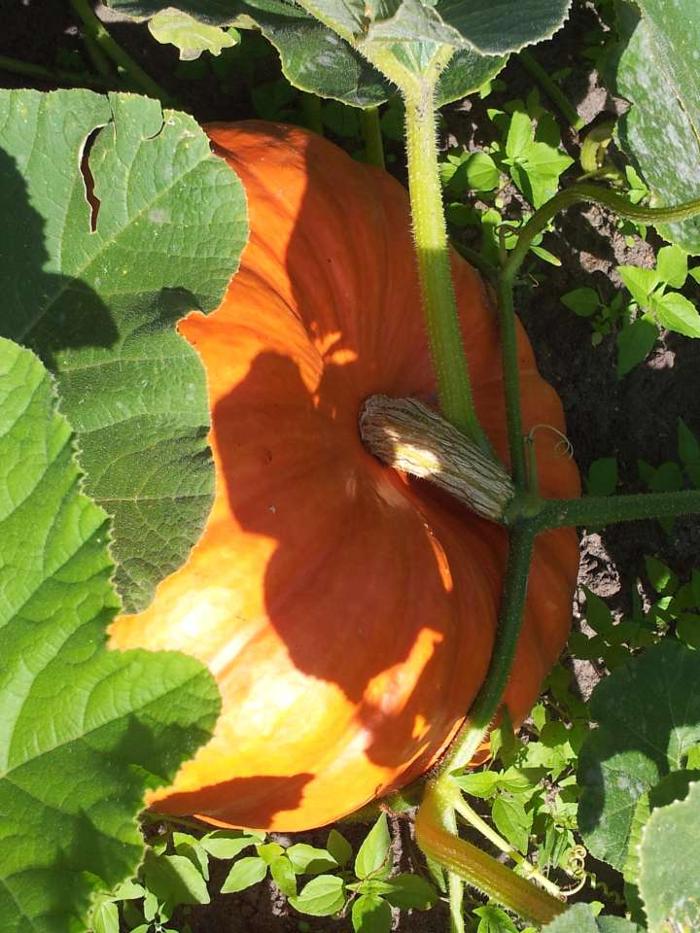 Der Hof Heilpädagogischer Bauernhof und Integrative Freizeitgestaltung e.V., Zum Hof in Isenbüttel