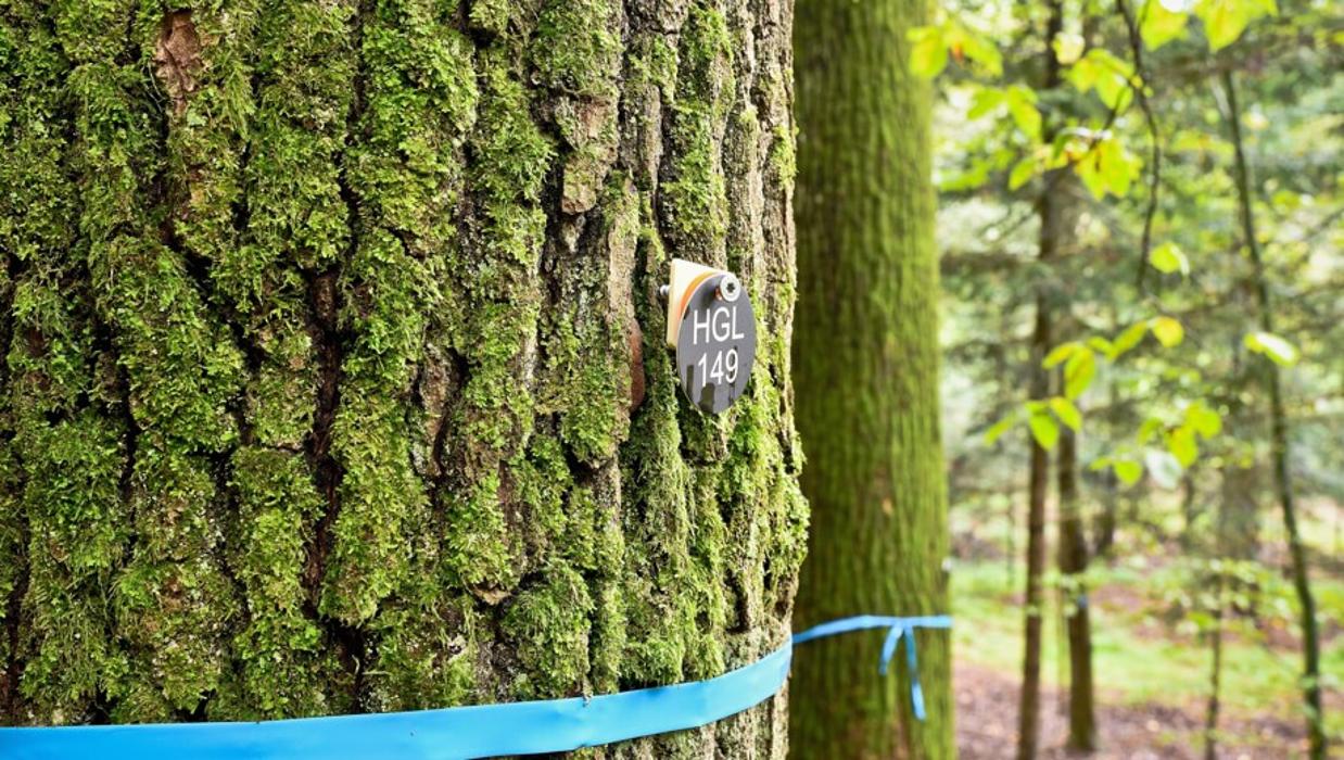 FriedWald Hügelland, Vasoldsberg in Vasoldsberg