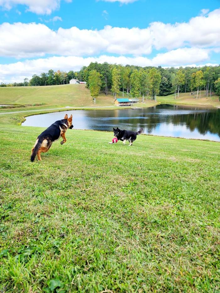 Laura's Dog Retreat - London, KY