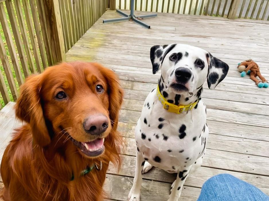 Laura's Dog Retreat - London, KY