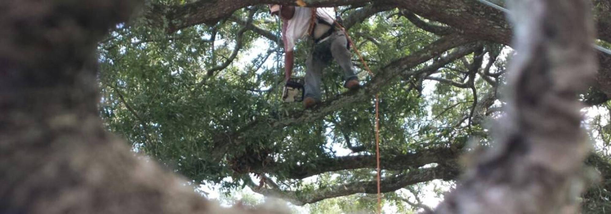 Mt Pleasant Tree Service - Huger, SC