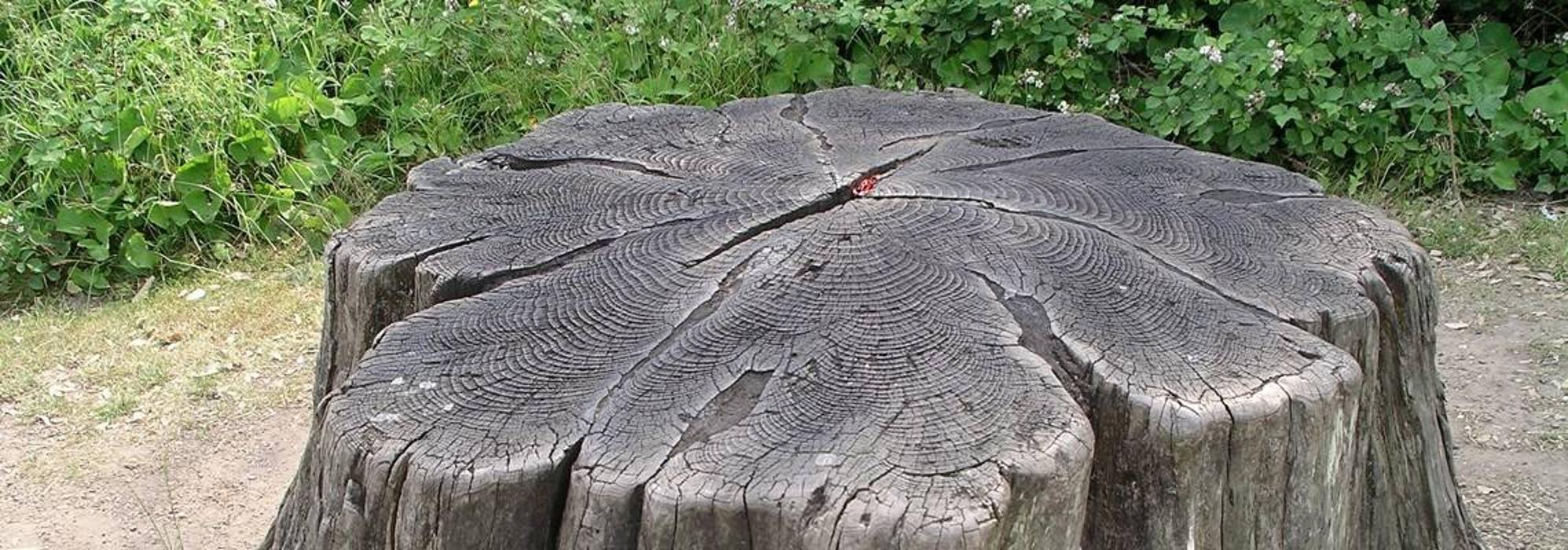 Mt Pleasant Tree Service - Huger, SC