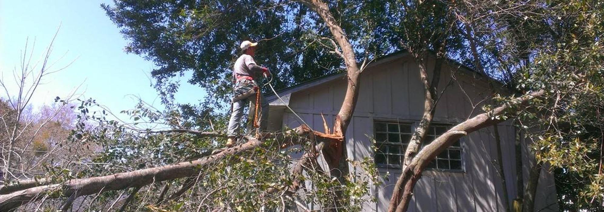 Mt Pleasant Tree Service - Huger, SC