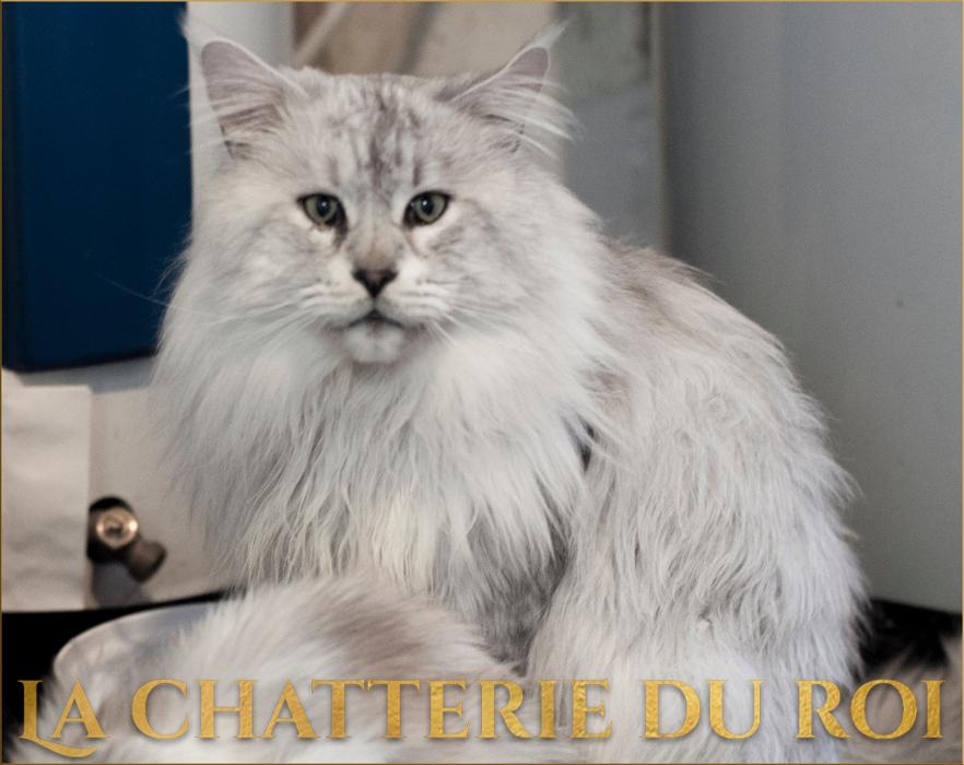 Chatterie du roi