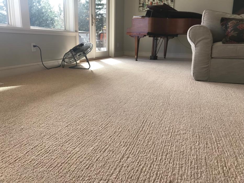 Driven Carpet Cleaning Image