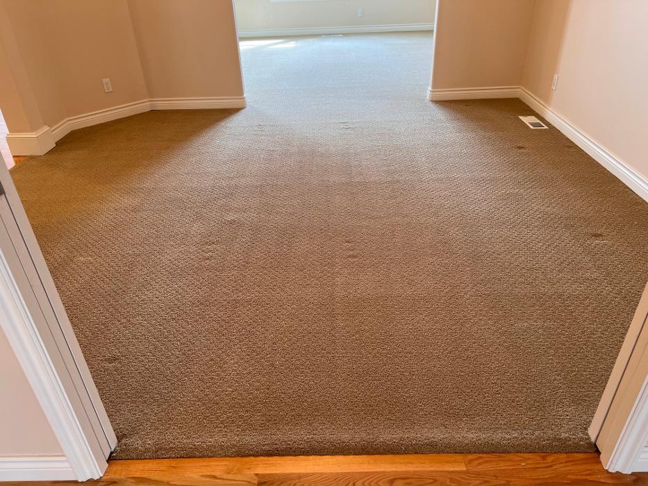 Driven Carpet Cleaning Image