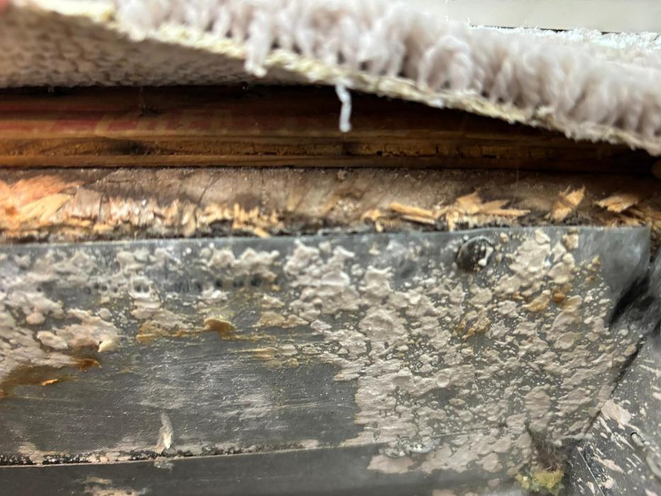 Mold Freedom - Castle Rock, CO