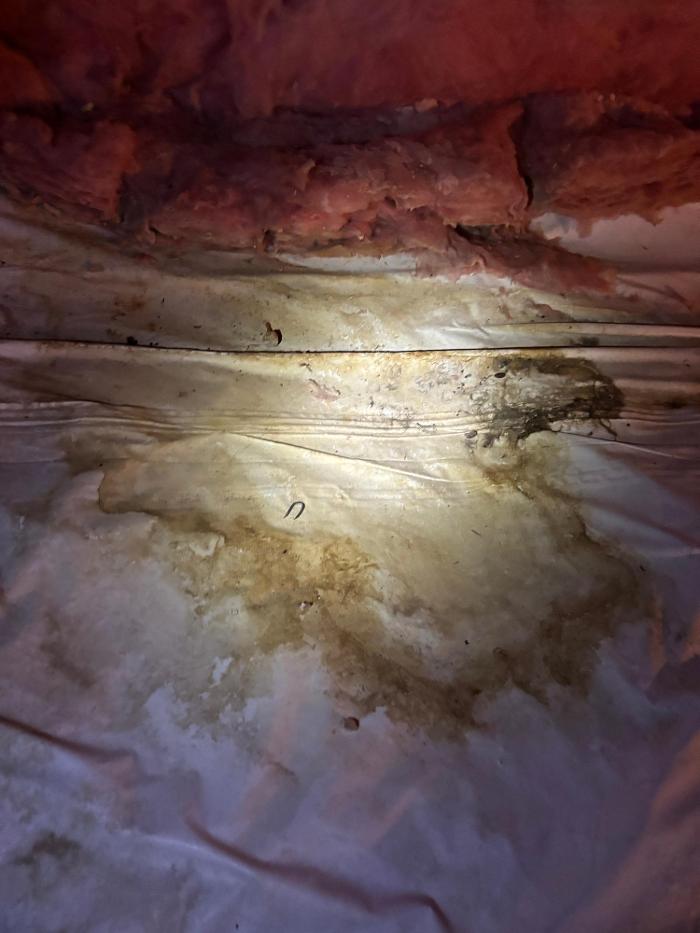 Mold Freedom - Castle Rock, CO