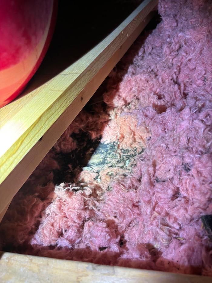 Mold Freedom - Castle Rock, CO