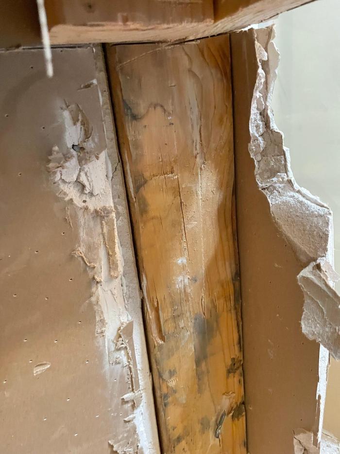 Mold Freedom - Castle Rock, CO